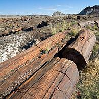 Versteend hout in de badlands van het Painted Desert and Petrified Forest National Park, Arizona, VS
